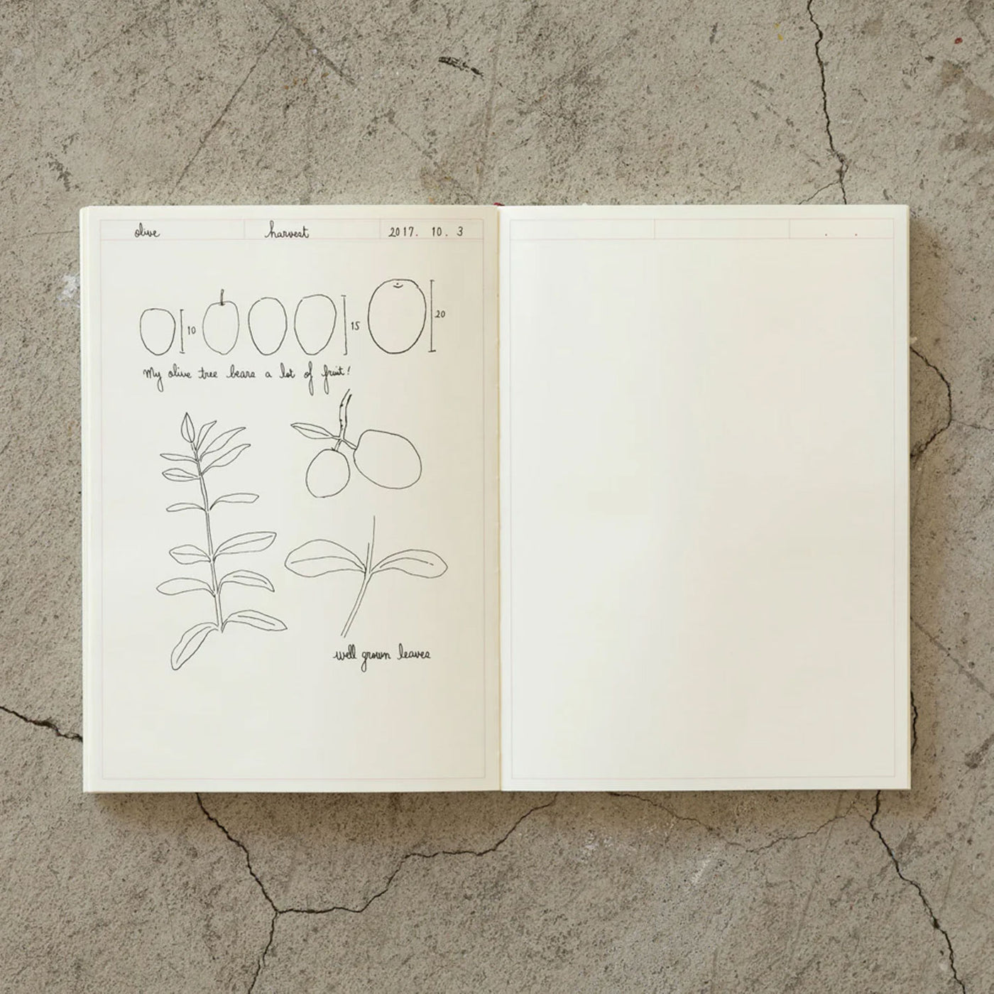 Midori MD Paper Ivory Frame Notebook Journal - A5 Plain 4
