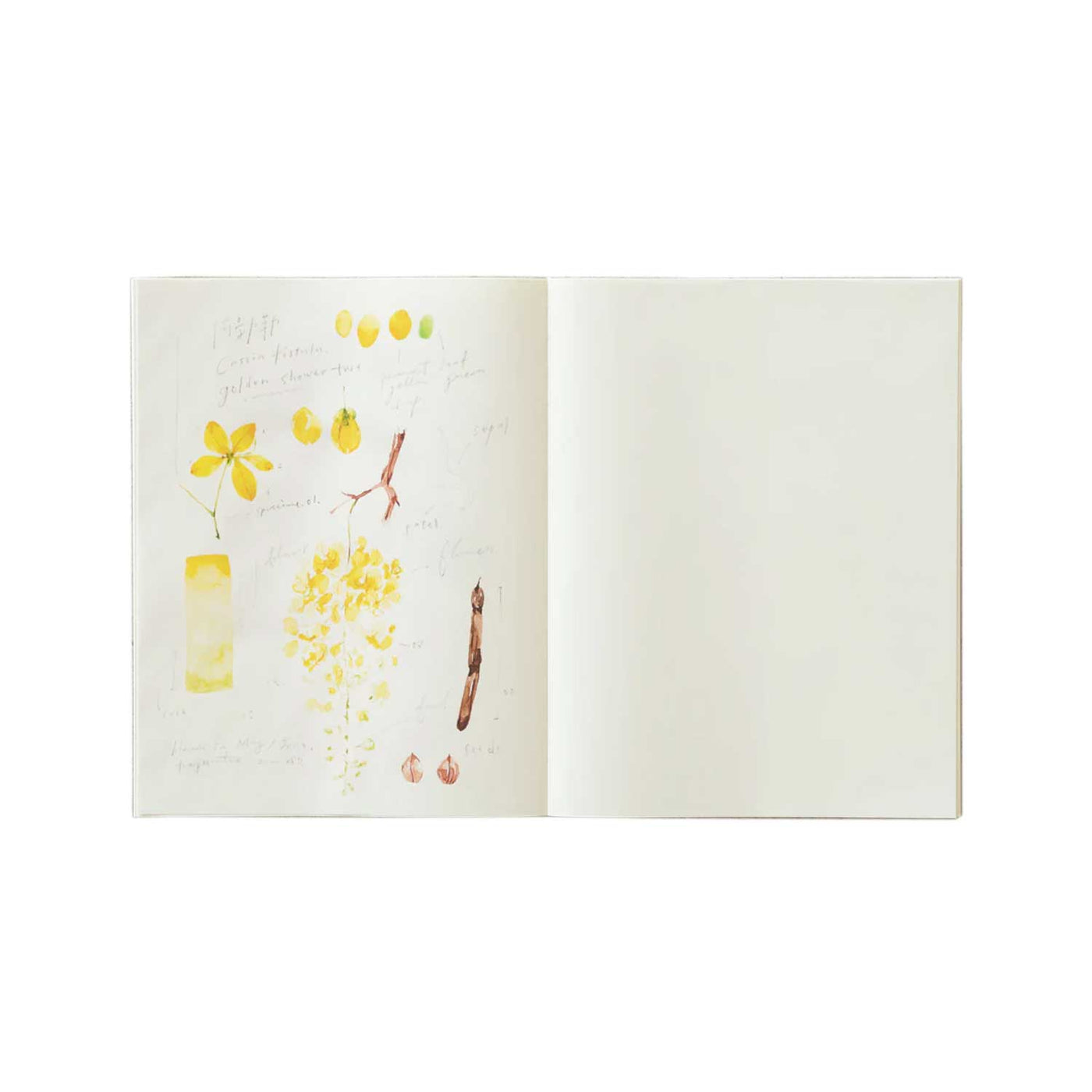 Midori MD Cotton White Notebook - F3 Plain 2